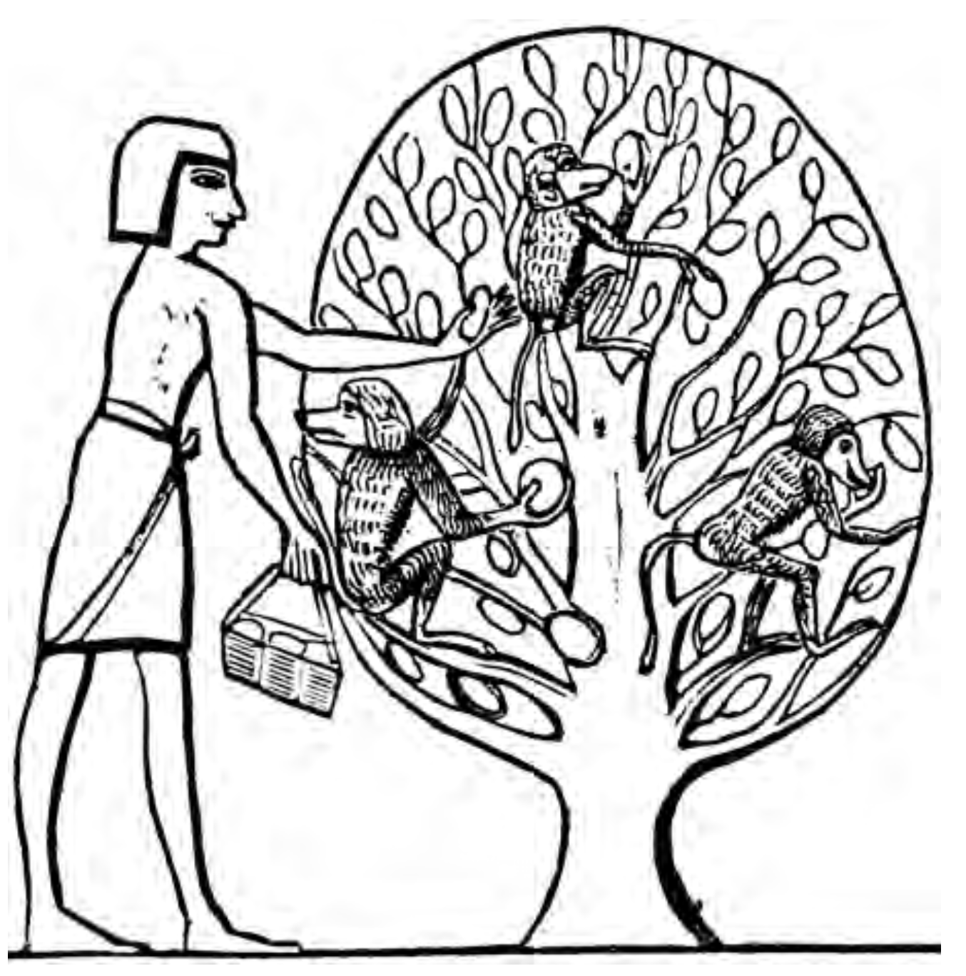 La fruta, los monos y la civilizacin egipcia